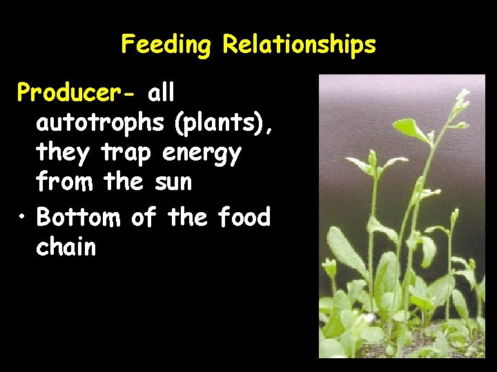Feeding Relationships Producer- all autotrophs (plants), they trap energy from the sun • Bottom