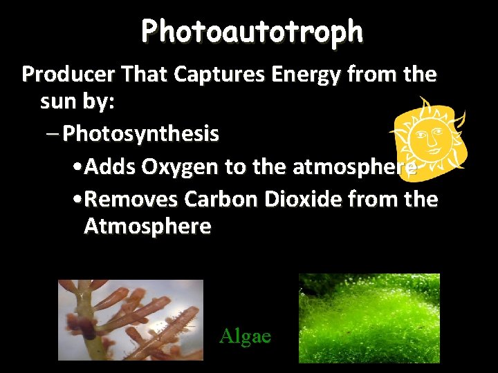 Photoautotroph Producer That Captures Energy from the sun by: – Photosynthesis • Adds Oxygen