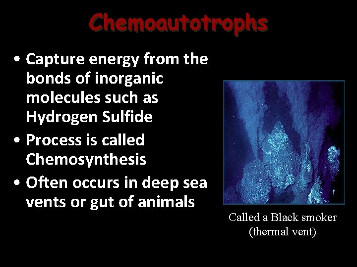 Chemoautotrophs • Capture energy from the bonds of inorganic molecules such as Hydrogen Sulfide