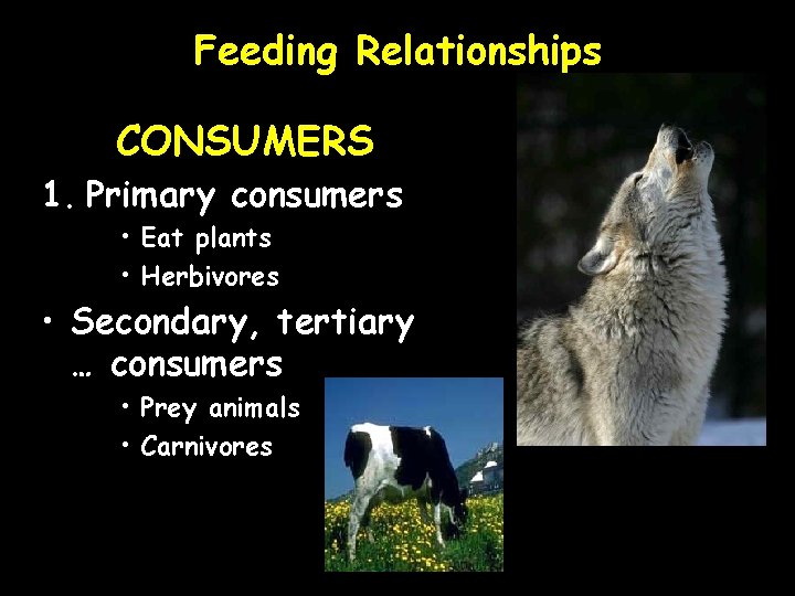 Feeding Relationships CONSUMERS 1. Primary consumers • Eat plants • Herbivores • Secondary, tertiary