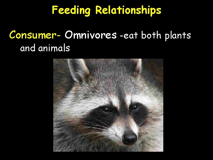 Feeding Relationships Consumer- Omnivores -eat both plants and animals 