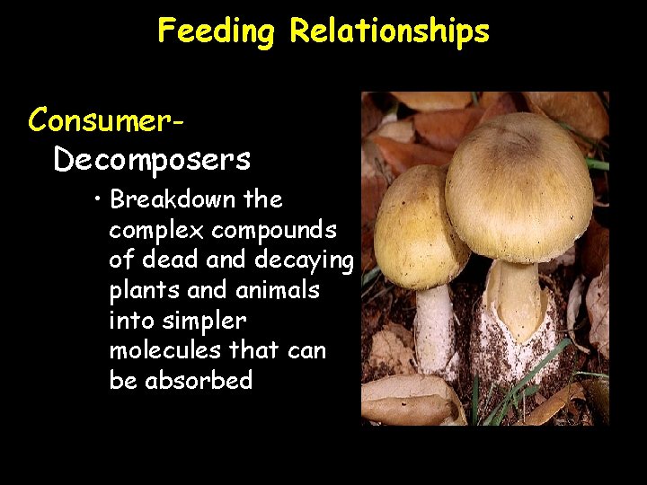 Feeding Relationships Consumer. Decomposers • Breakdown the complex compounds of dead and decaying plants