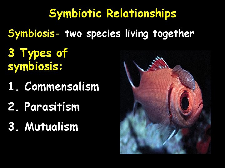 Symbiotic Relationships Symbiosis- two species living together 3 Types of symbiosis: 1. Commensalism 2.