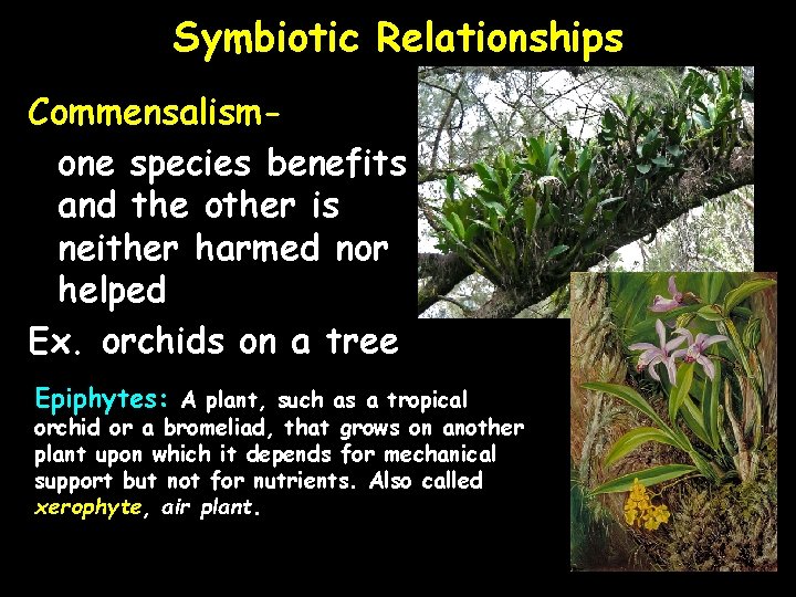 Symbiotic Relationships Commensalismone species benefits and the other is neither harmed nor helped Ex.