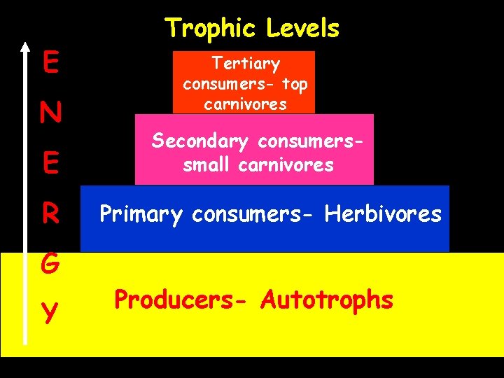 E N E R G Y Trophic Levels Tertiary consumers- top carnivores Secondary consumerssmall