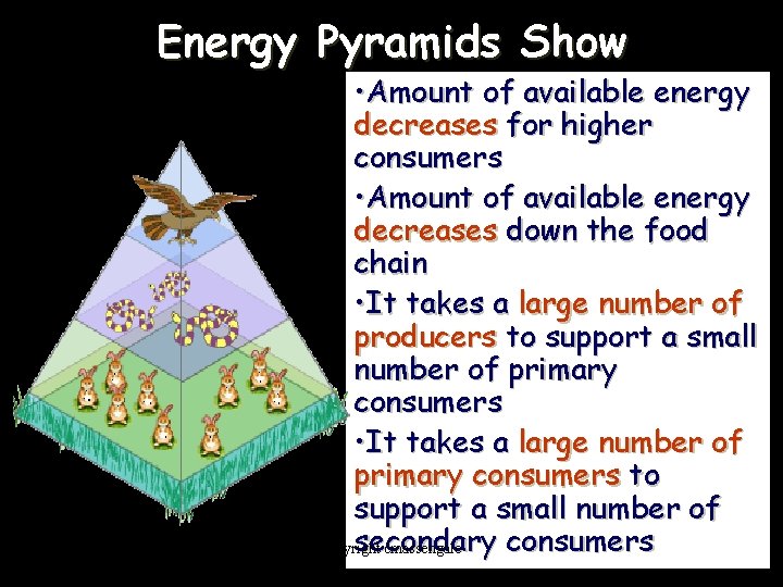 Energy Pyramids Show • Amount of available energy decreases for higher consumers • Amount