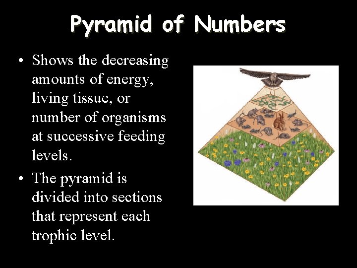 Pyramid of Numbers • Shows the decreasing amounts of energy, living tissue, or number