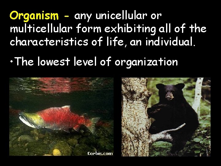 Organism - any unicellular or multicellular form exhibiting all of the characteristics of life,