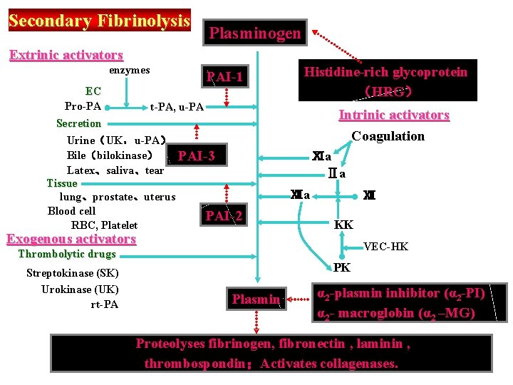 Secondary Fibrinolysis Plasminogen Extrinic activators enzymes EC Pro-PA PAI-1 t-PA, u-PA Secretion Urine（UK，u-PA） Bile（bilokinase）