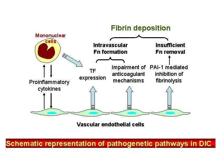 Fibrin deposition Mononuclear cells Proinflammatory cytokines Intravascular Fn formation TF expression Insufficient Fn removal