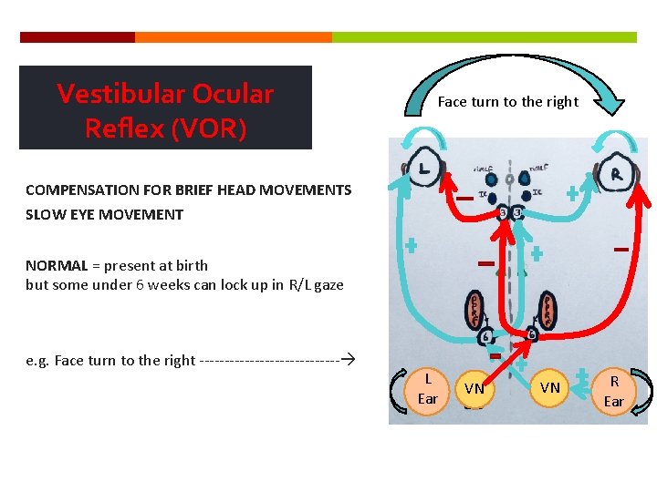 Vestibular Ocular Reflex (VOR) Face turn to the right COMPENSATION FOR BRIEF HEAD MOVEMENTS