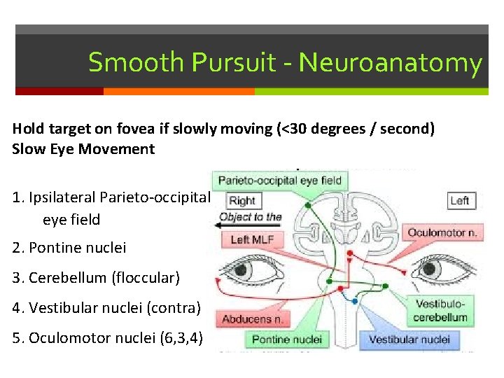 Smooth Pursuit - Neuroanatomy Hold target on fovea if slowly moving (<30 degrees /
