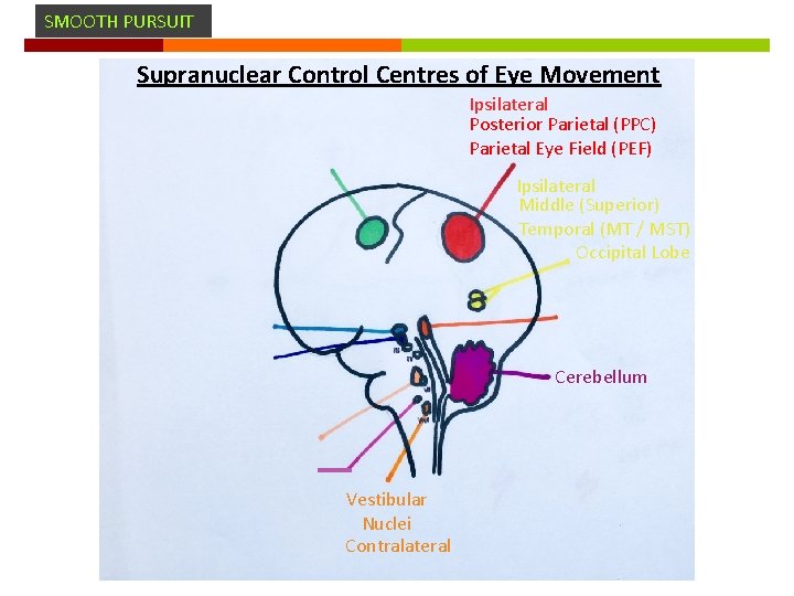 SMOOTH PURSUIT Supranuclear Control Centres of Eye Movement Ipsilateral Posterior Parietal (PPC) Parietal Eye