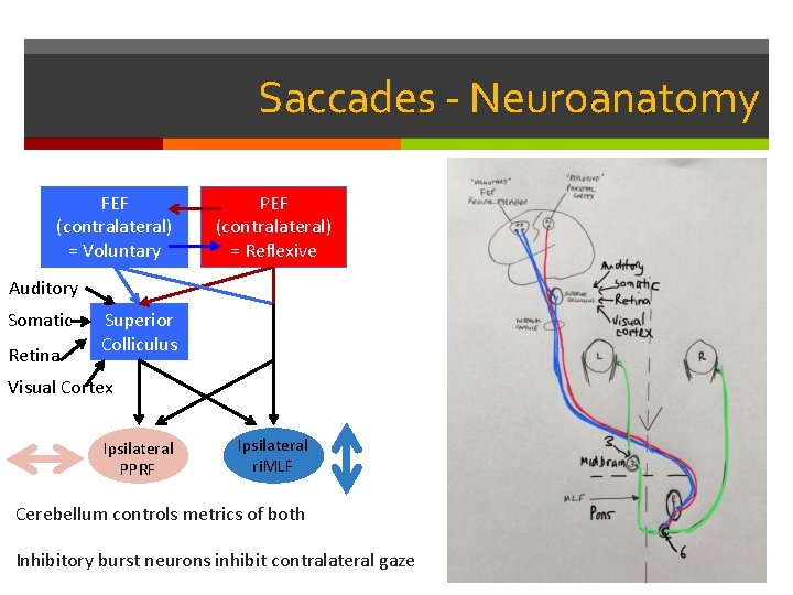 Saccades - Neuroanatomy FEF (contralateral) = Voluntary PEF (contralateral) = Reflexive Auditory Somatic Retina