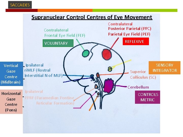 SACCADES Supranuclear Control Centres of Eye Movement Contralateral Frontal Eye Field (FEF) VOLUNTARY Ipsilateral