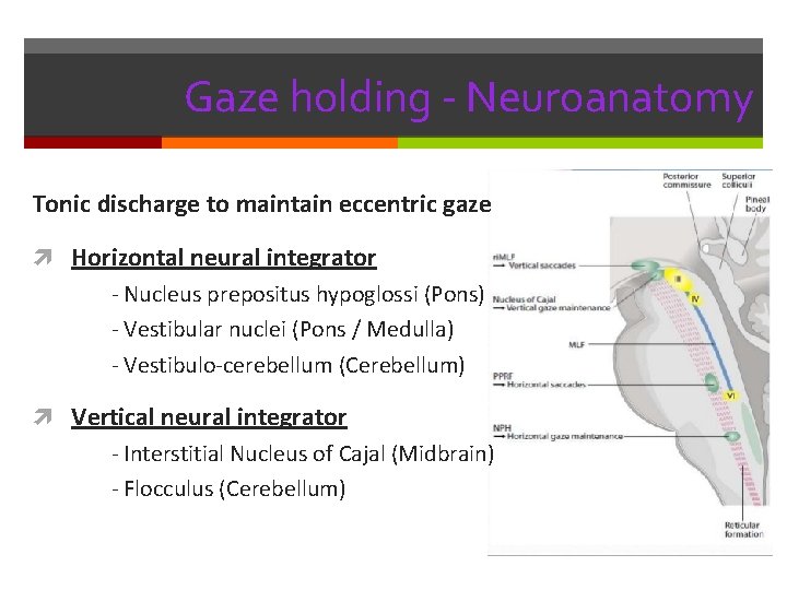 Gaze holding - Neuroanatomy Tonic discharge to maintain eccentric gaze Horizontal neural integrator -