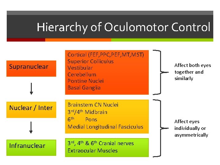 Hierarchy of Oculomotor Control Supranuclear Nuclear / Inter Infranuclear Cortical (FEF, PPC, PEF, MT,