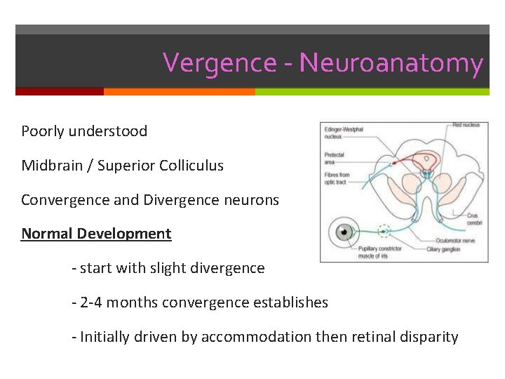 Vergence - Neuroanatomy Poorly understood Midbrain / Superior Colliculus Convergence and Divergence neurons Normal