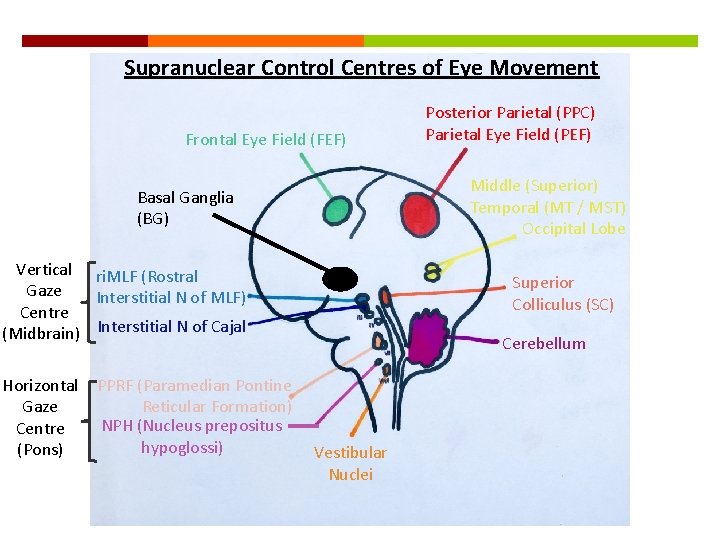 Supranuclear Control Centres of Eye Movement Frontal Eye Field (FEF) Middle (Superior) Temporal (MT