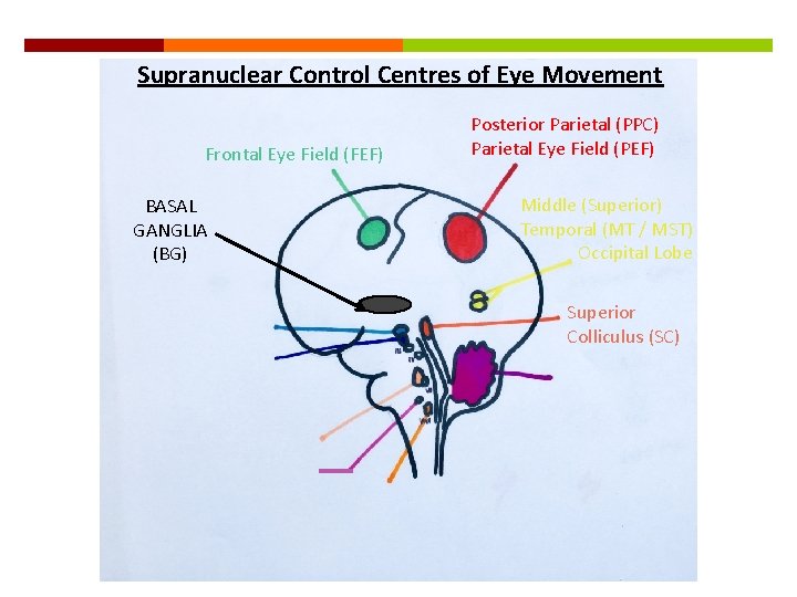 Supranuclear Control Centres of Eye Movement Frontal Eye Field (FEF) BASAL GANGLIA (BG) Posterior
