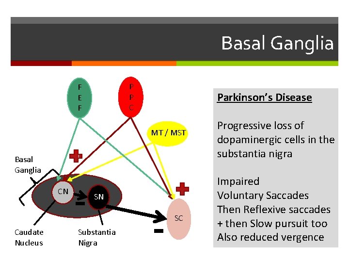 Basal Ganglia P P C F E F Parkinson’s Disease MT / MST Basal