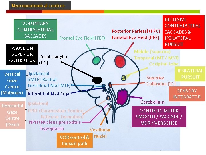 Neuroanatomical centres VOLUNTARY CONTRALATERAL SACCADES Frontal Eye Field (FEF) PAUSE ON SUPERIOR Basal Ganglia