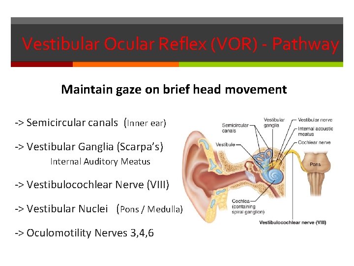 Vestibular Ocular Reflex (VOR) - Pathway Maintain gaze on brief head movement -> Semicircular