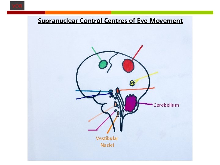 VOR Supranuclear Control Centres of Eye Movement Cerebellum Vestibular Nuclei 