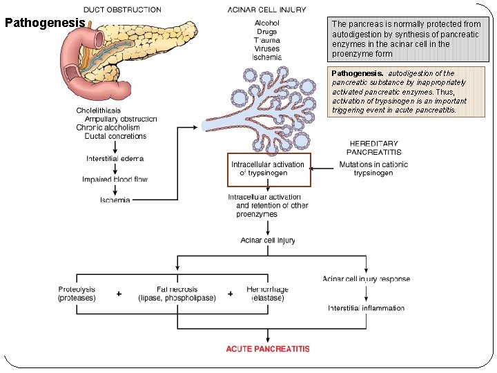 Pathogenesis The pancreas is normally protected from autodigestion by synthesis of pancreatic enzymes in