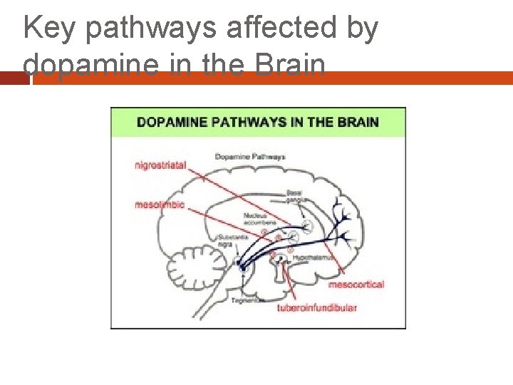 Key pathways affected by dopamine in the Brain 