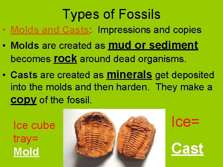 Types of Fossils • Molds and Casts: Impressions and copies • Molds are created
