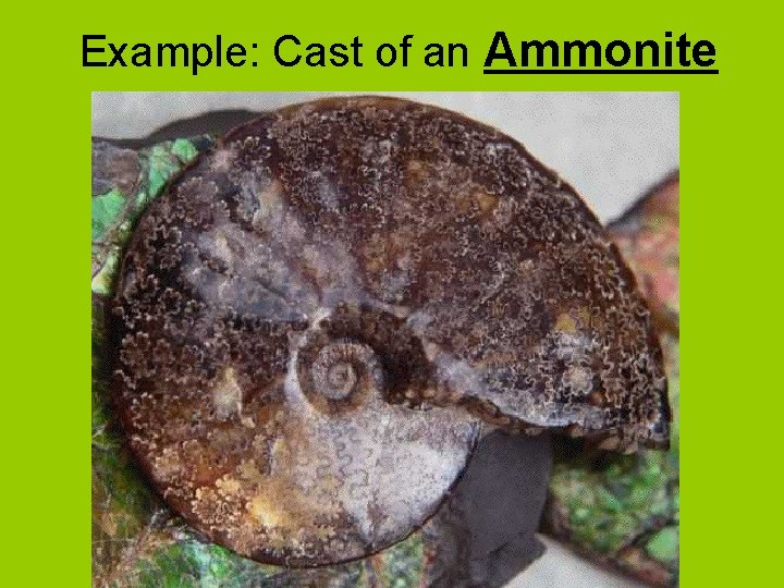 Example: Cast of an Ammonite 