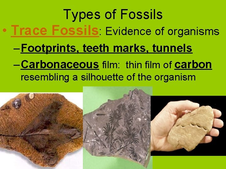 Types of Fossils • Trace Fossils: Evidence of organisms – Footprints, teeth marks, tunnels