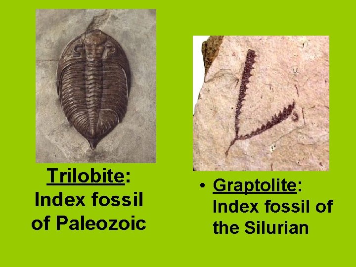 Trilobite: Index fossil of Paleozoic • Graptolite: Index fossil of the Silurian 