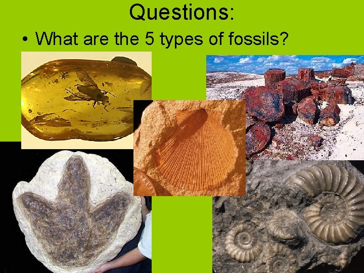 Questions: • What are the 5 types of fossils? 