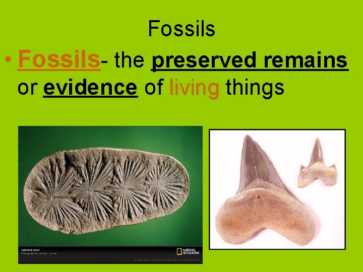Fossils • Fossils- the preserved remains or evidence of living things 