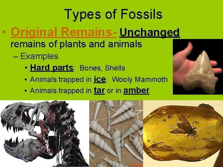 Types of Fossils • Original Remains- Unchanged remains of plants and animals – Examples