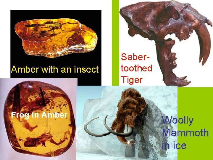 Amber with an insect Frog in Amber Sabertoothed Tiger Woolly Mammoth in ice 