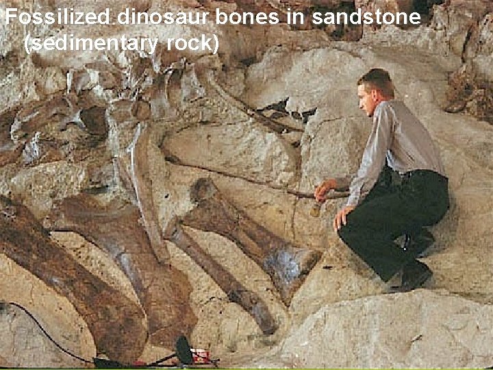 Fossilized dinosaur bones in sandstone (sedimentary rock) 