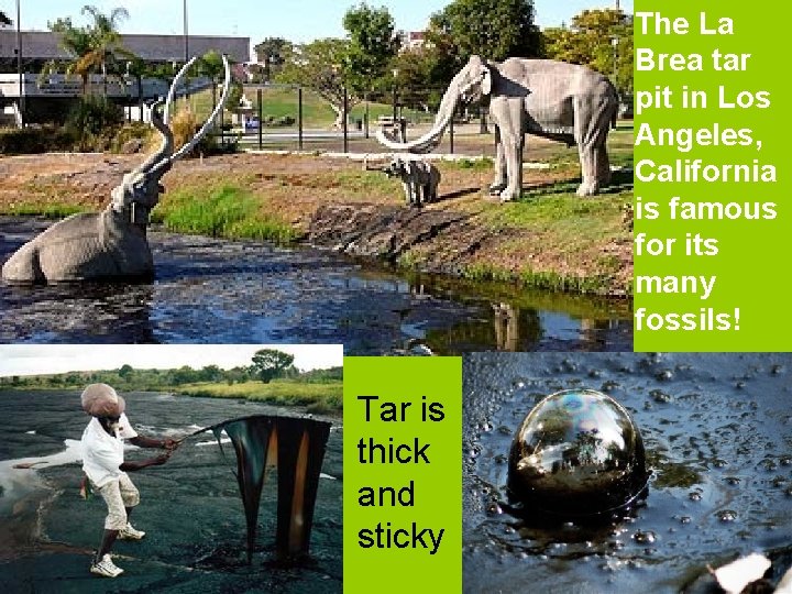 The La Brea tar pit in Los Angeles, California is famous for its many