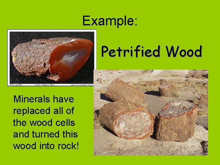 Example: Petrified Wood Minerals have replaced all of the wood cells and turned this