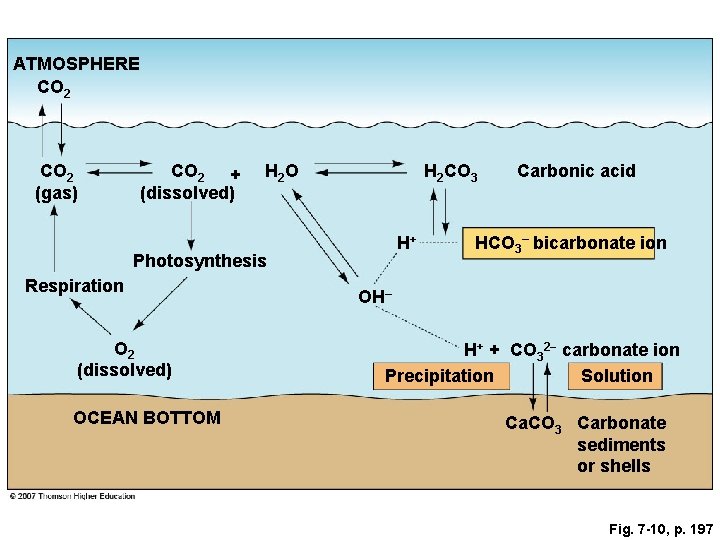 ATMOSPHERE CO 2 (gas) CO 2 + (dissolved) H 2 O H 2 CO