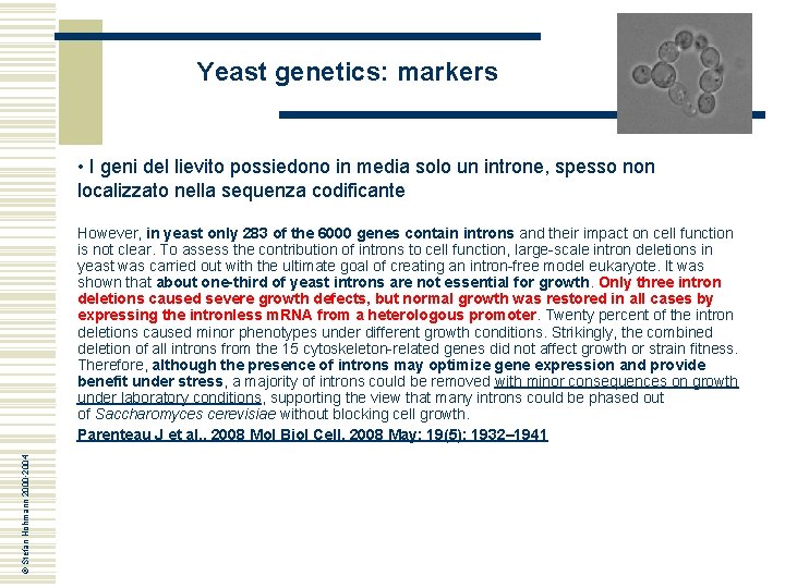 Yeast genetics: markers • I geni del lievito possiedono in media solo un introne,