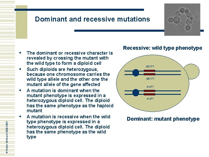 Dominant and recessive mutations w w w © Stefan Hohmann 2000 -2004 w The