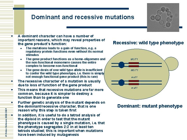 Dominant and recessive mutations w A dominant character can have a number of important