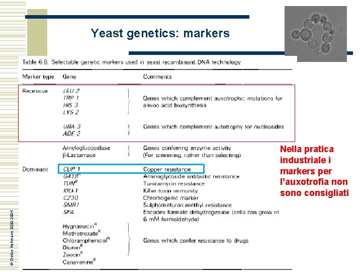 Yeast genetics: markers © Stefan Hohmann 2000 -2004 Nella pratica industriale i markers per