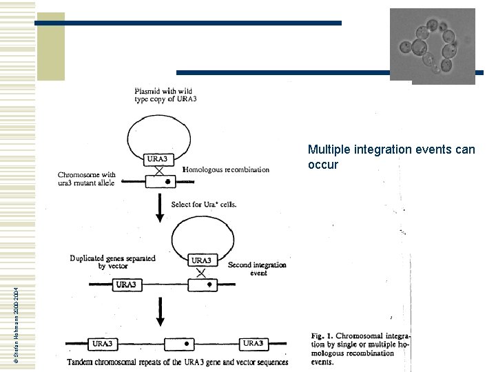 © Stefan Hohmann 2000 -2004 Multiple integration events can occur 