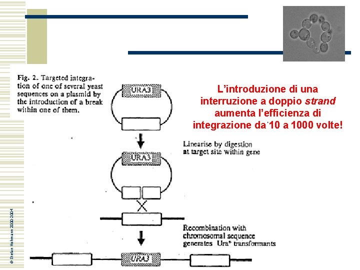 © Stefan Hohmann 2000 -2004 L’introduzione di una interruzione a doppio strand aumenta l’efficienza