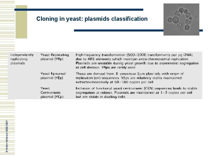 © Stefan Hohmann 2000 -2004 Cloning in yeast: plasmids classification 