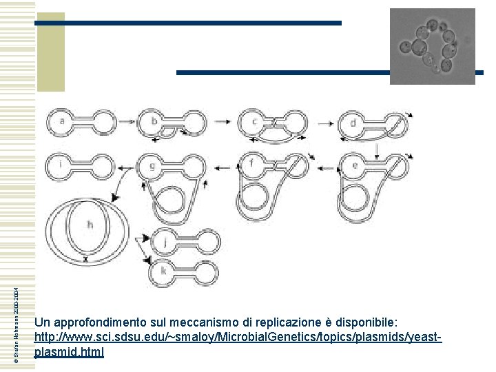 © Stefan Hohmann 2000 -2004 Un approfondimento sul meccanismo di replicazione è disponibile: http: